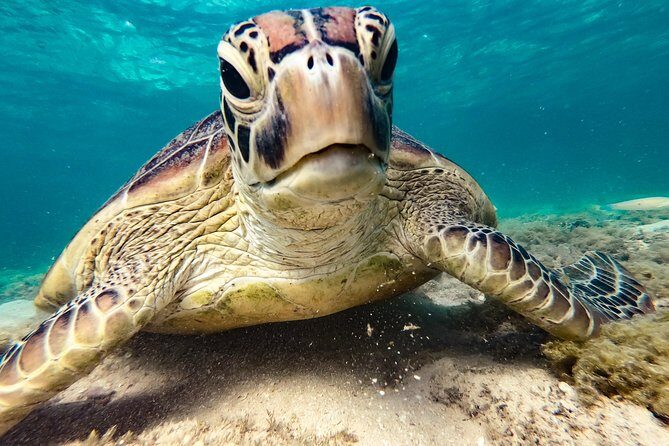 Whitsunday Islands Sail, SUP & Snorkel Tour- Small group - Practicalities and Tips