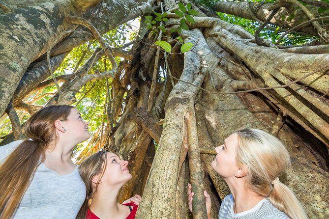 Whitsunday Segway Rainforest Discovery Tour - Key Points