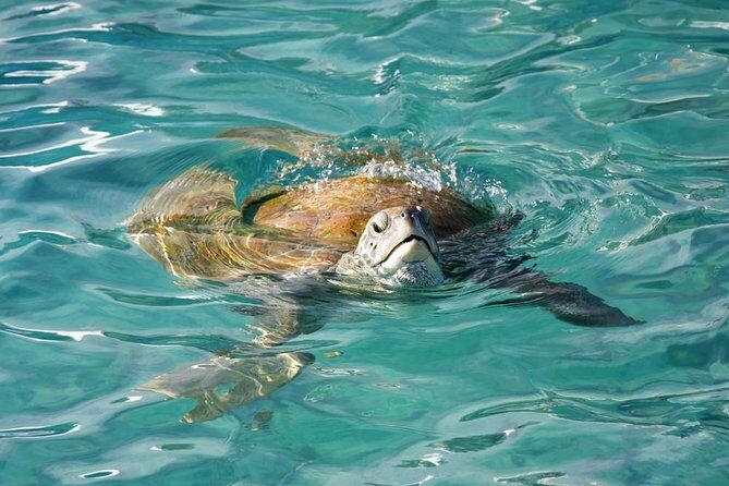 Whitsundays Guided Jet Ski Tour - The Tour Options: Finding Your Perfect Ride
