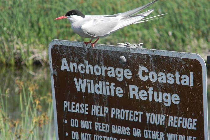 Whittier to Anchorage Cruise Transfer and Private Tour - Analyzing the Price and Overall Value