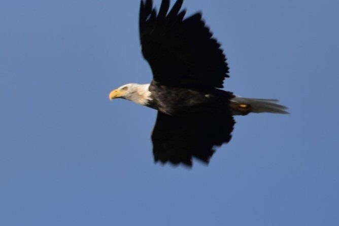 Whittier to Anchorage Cruise Transfer and Private Tour - The Sum Up