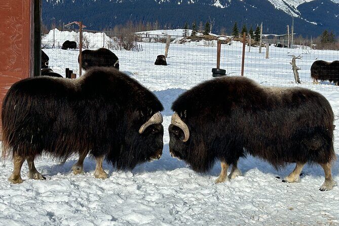 Whittier to Anchorage Half Day Transit Tour From the Port - Whats Included and Practical Details