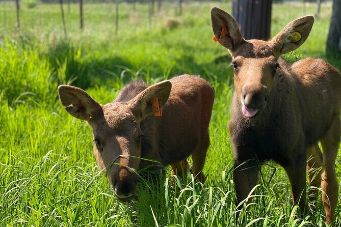 Whittier to Anchorage Wildlife Extravaganza - A Detailed Look at the Tour Experience