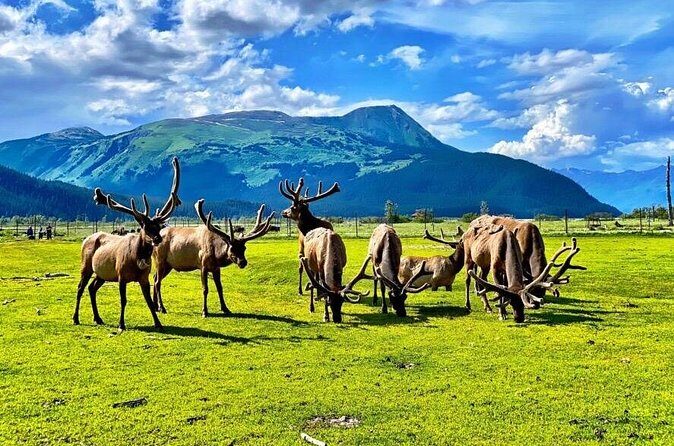 Whittier to Anchorage Wildlife Extravaganza - Frequently Asked Questions