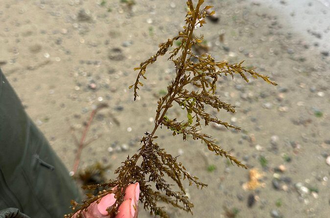 Whytecliff Park Indigenous Salish Sea Walking Tour - The Broader Context: Why This Tour Matters