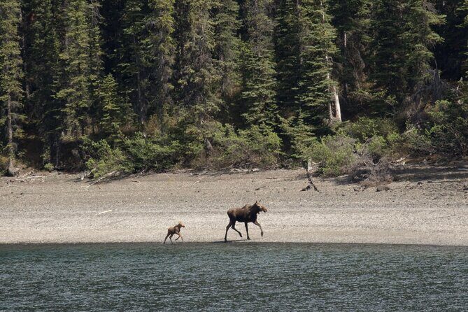 Wild Adventure Yukon Tour into Canada including City and Summit - Exploring the Itinerary in Detail