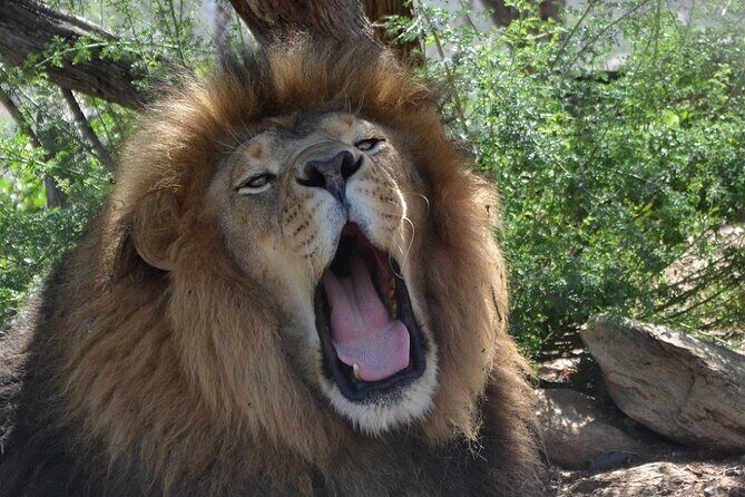 Wild Animal Nature Park Scenic Route 66 Crozier Canyon - An In-Depth Look at the Crozier Canyon Safari Tour