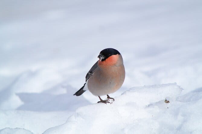 Wild Bird Sanctuary Forest Guided Tour in Nagano - Why This Tour Stands Out