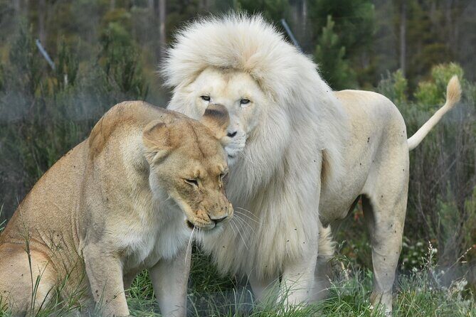 Wild Cat Experience Tour - An In-Depth Look at the Wild Cat Experience Tour