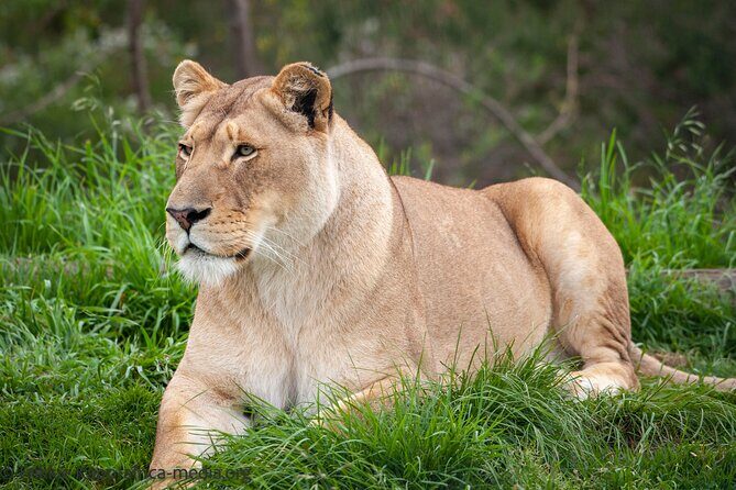 Wild Cat Experience Tour - The Sum Up: Is the Wild Cat Experience Worth It?