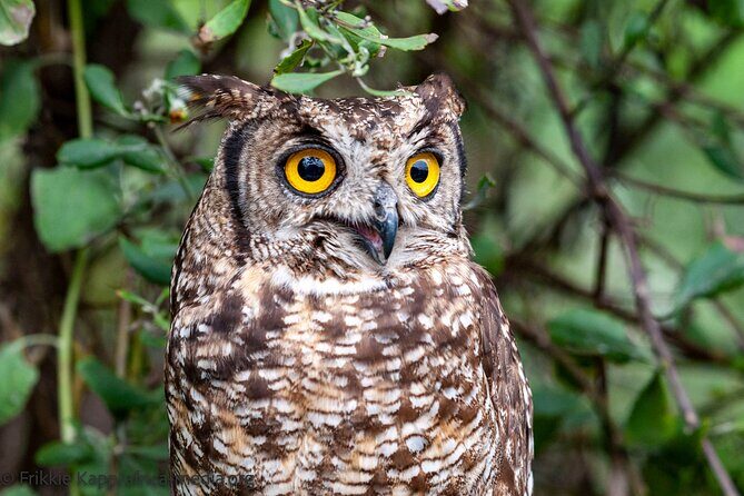 Wild Cat Experience Tour - FAQ