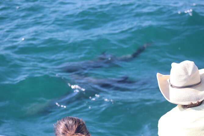 Wild Dolphin Encounter in Puerto Vallarta - An In-Depth Look at the Experience