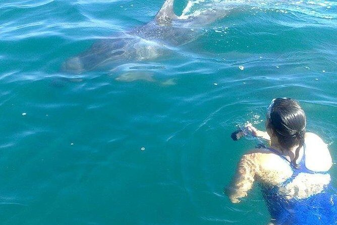 Wild Dolphin Encounter in Puerto Vallarta - Final Thoughts