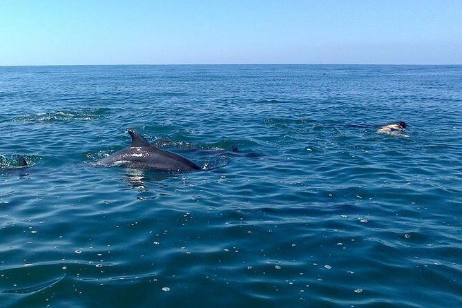Wild Dolphin Encounter in Puerto Vallarta - FAQ