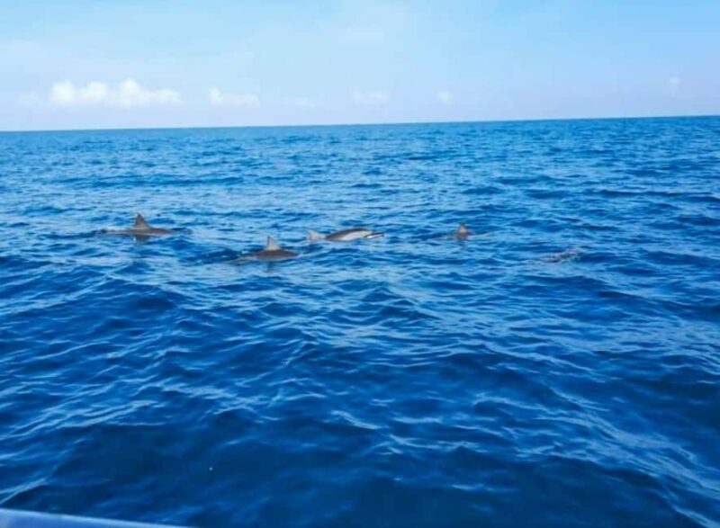 Wild Dolphin Encounter & Snorkeling Adventure Mauritius. - Wild Dolphin Encounter & Snorkeling Adventure in Mauritius
