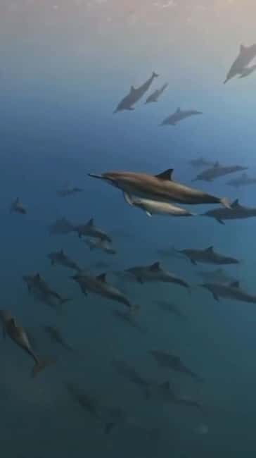 Wild Dolphin Encounter & Snorkeling Adventure Mauritius. - FAQ