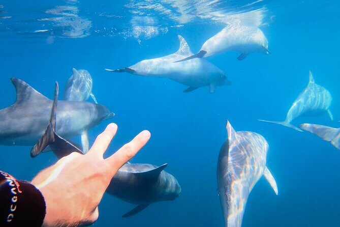 Wild Dolphin Swim Cruise - Key Points