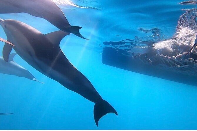 Wild Dolphin Swim Cruise - Who Will Love This Tour?