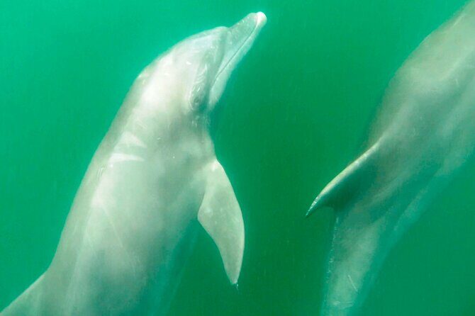 Wild dolphins encounter & snorkeling - What to Expect on the Tour