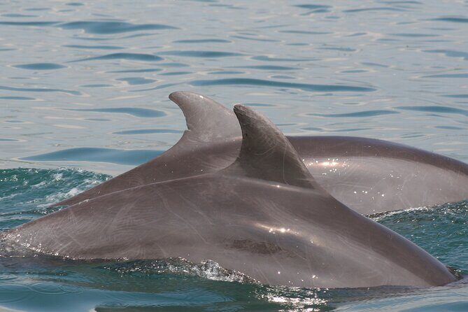 Wild dolphins encounter & snorkeling - Practical Tips for Your Trip