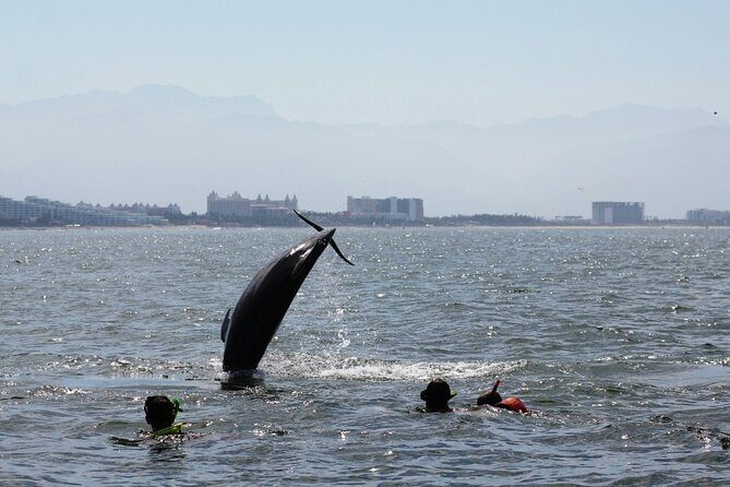 Wild dolphins encounter & snorkeling - Who Will Love This Tour?