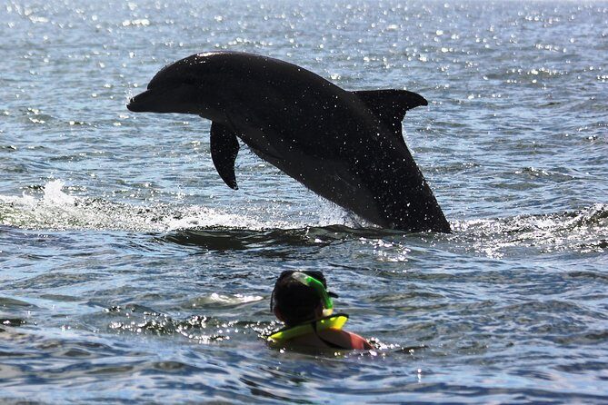 Wild dolphins encounter & snorkeling - The Sum Up