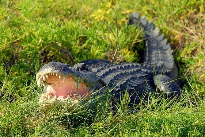 Wild Florida Adventure Package Tour with Transportation - What Makes This Tour Stand Out