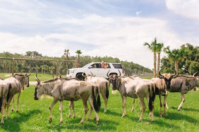 Wild Florida Drive-Thru Safari and Gator Park Admission - The Giraffe Hand-Feeding Experience