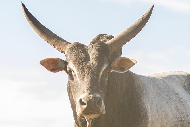 Wild Florida Drive-Thru Safari and Gator Park Admission - What to Expect During Your Visit