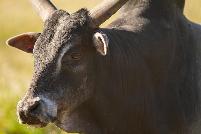 Wild Florida Drive-Thru Safari and Gator Park Admission - Practical Tips for Visitors