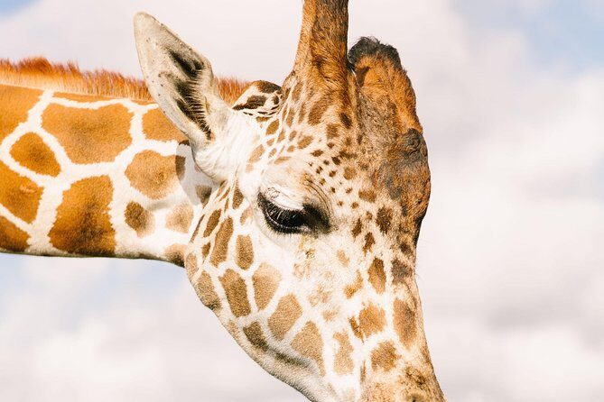 Wild Florida Drive-Thru Safari and Gator Park Admission - Authentic Visitor Feedback