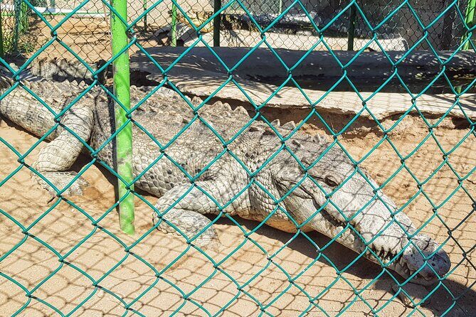 Wild & Free: Lagoon Boat, Beach Horseback, Crocs & Turtle Release - Visiting the Crocodile Farm