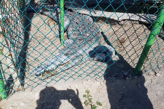 Wild & Free: Lagoon Boat, Beach Horseback, Crocs & Turtle Release - Logistical Details and Overall Value