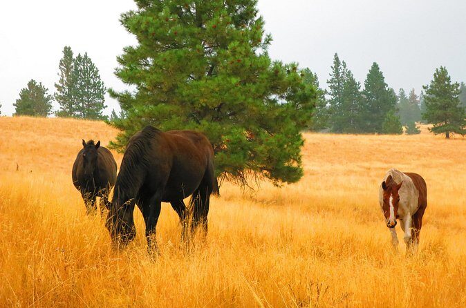 Wild Horse Island Flathead Lake Kayak Tour - FAQ