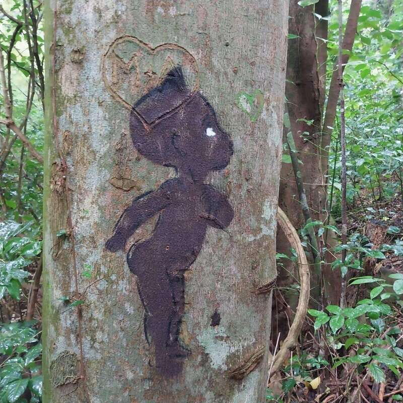 Wild Immersion : Hiking in the Heart of the Tropical Forest - What Travelers Say