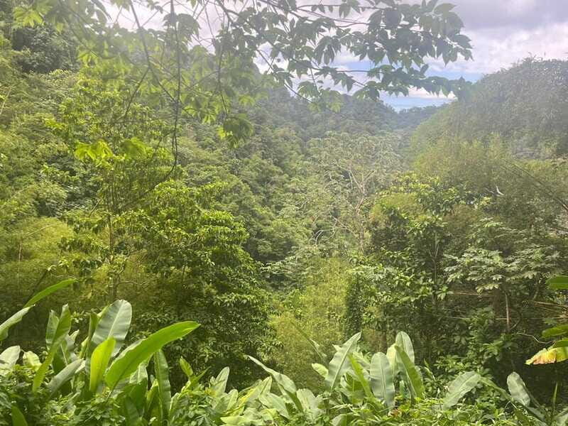 Wild Immersion : Hiking in the Heart of the Tropical Forest - Who Should Consider This Tour?