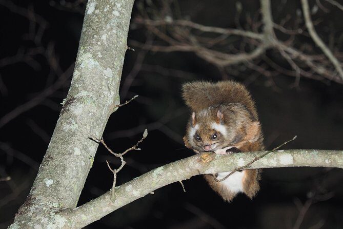 Wild Japanese Flying Squirrel Watching Tour in Nagano - An Authentic Encounter with Japan’s Flying Squirrels