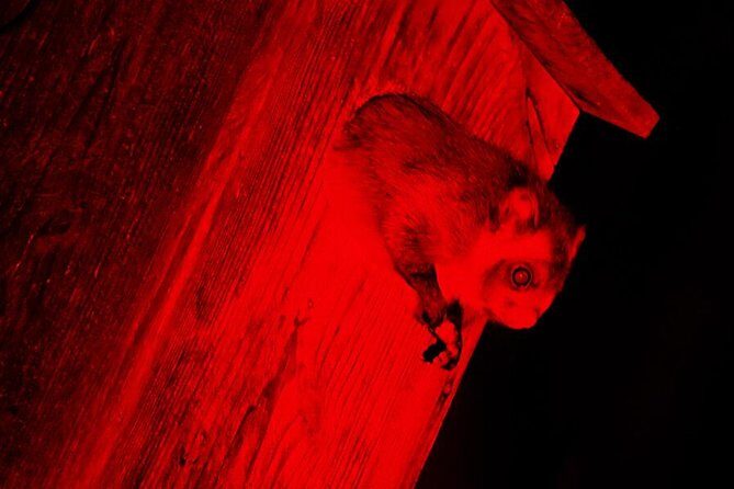 Wild Japanese Flying Squirrel Watching Tour in Nagano - Meeting Point, Timing, and Practical Details