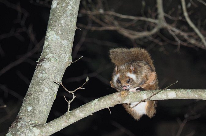 Wild Japanese Flying Squirrel Watching Tour in Nagano - The Experience’s Strengths and Limitations