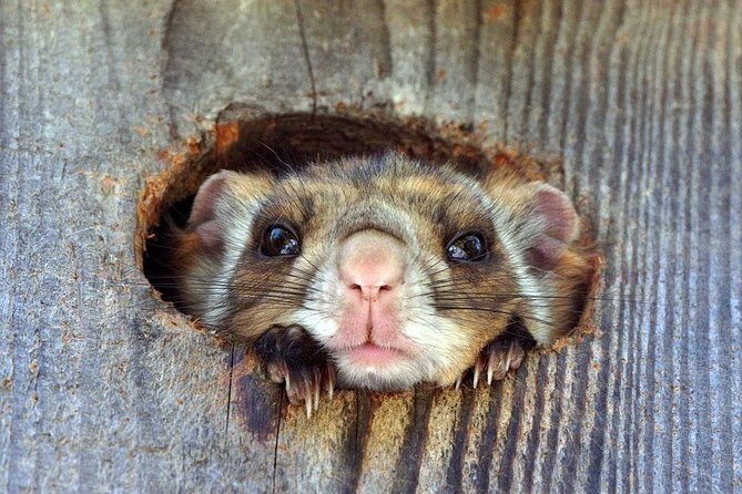 Wild Japanese Flying Squirrel Watching Tour in Nagano - Who Should Consider This Tour?