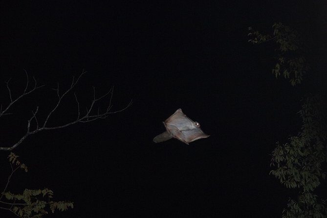 Wild Japanese Flying Squirrel Watching Tour in Nagano - FAQs
