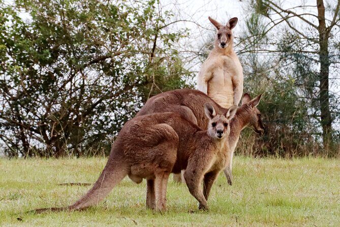 Wild Kangaroos, Blue Mountains and a Cruise - A Full Day with a Taste of Australias Unique Wildlife and Scenery