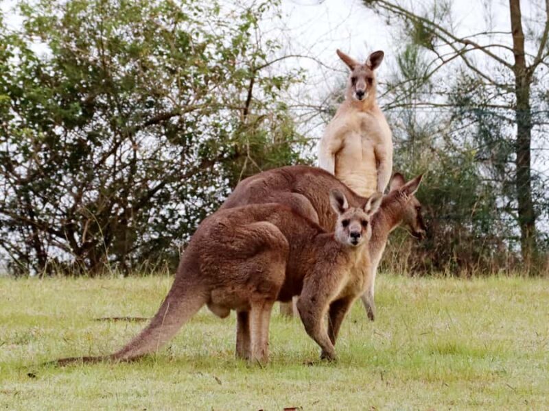 Wild Kangaroos & Blue Mountains private tour - Key Points
