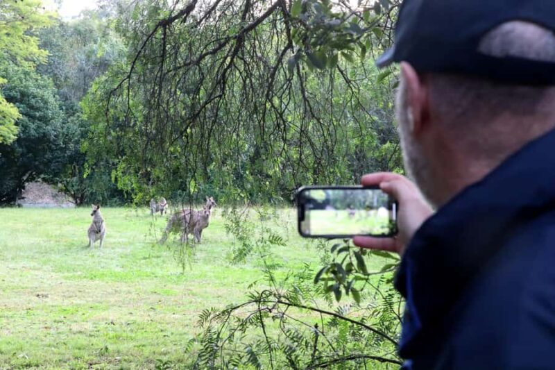 Wild Kangaroos & Blue Mountains private tour - Deep Dive into the Experience: Why It Works