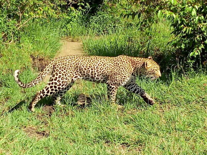 Wild Kenya Safari Explore Amboseli, Tsavo West & East 4 Days - An In-Depth Look at the 4-Day Kenya Safari