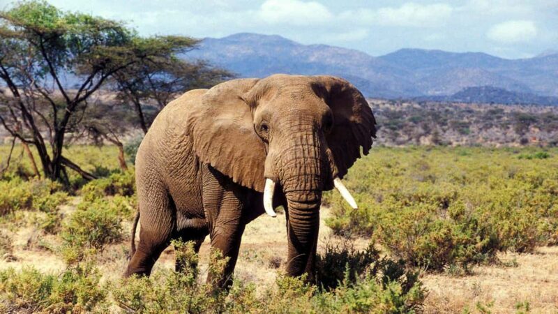 Wild Kenya Safari Explore Amboseli, Tsavo West & East 4 Days - The Experience and Value