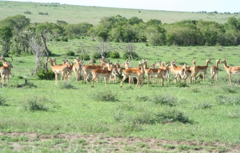 Wild Kenya Safari Explore Amboseli, Tsavo West & East 4 Days - Final Thoughts