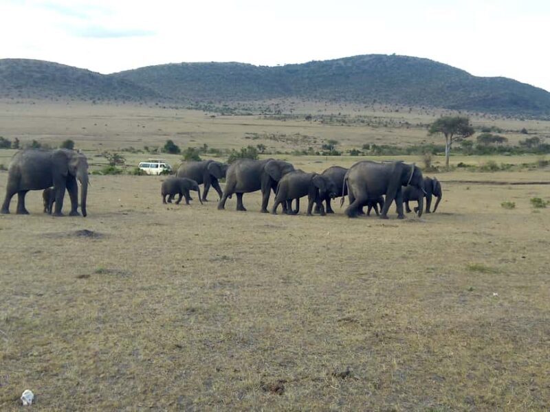 Wild Kenya Safari Explore Amboseli, Tsavo West & East 4 Days - FAQ