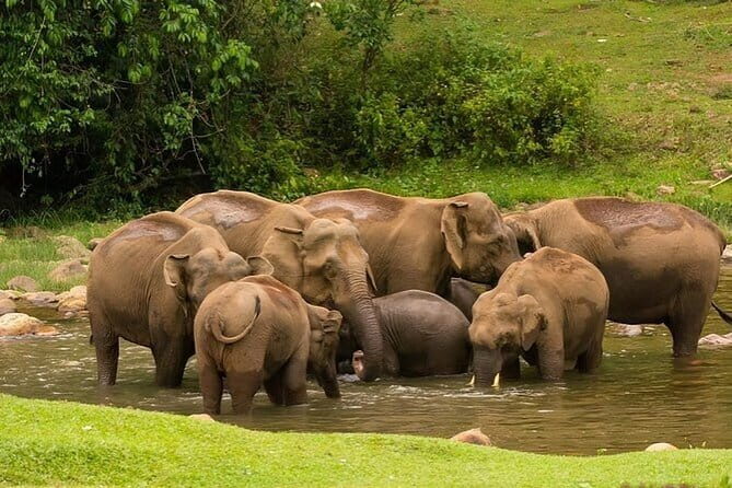 Wild Life Anakulam Jeep Safari - Key Points