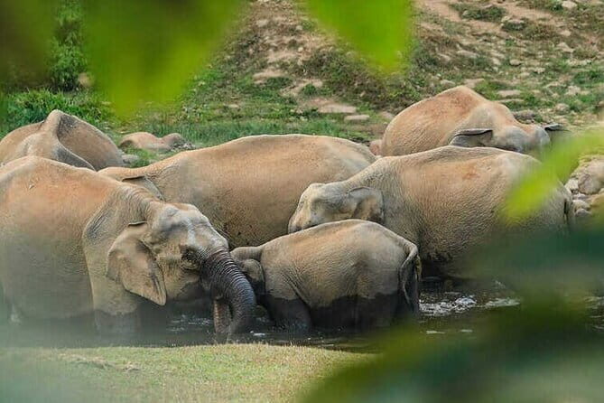 Wild Life Anakulam Jeep Safari - What Makes This Tour Special?